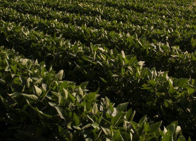 Steps to Control Weeds