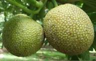 Breadfruit - Coming soon
