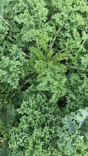 Kale