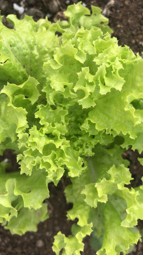 Lettuce