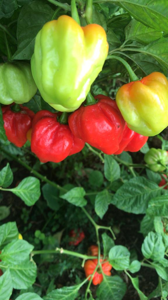Flavor Peppers