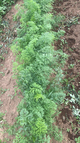 Carrots