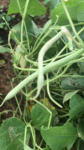 String Beans