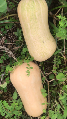 Squash/Butternut Squash
