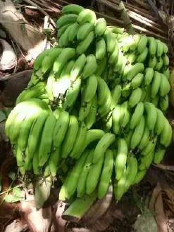 Banana - Coming soon
