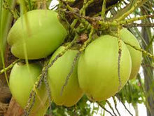 Coconut - Coming soon